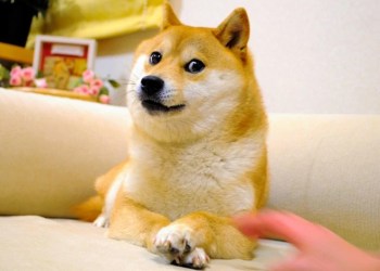 Dogecoin Kabosu