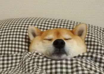 dogecoin