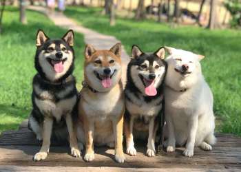 Dogecoin