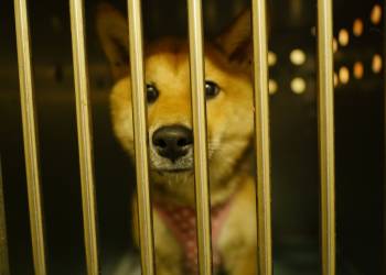 shib