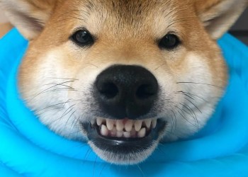 Shiba Inu