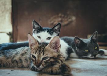 Catizen