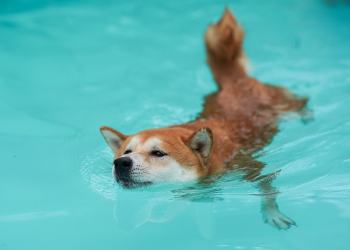 shiba inu