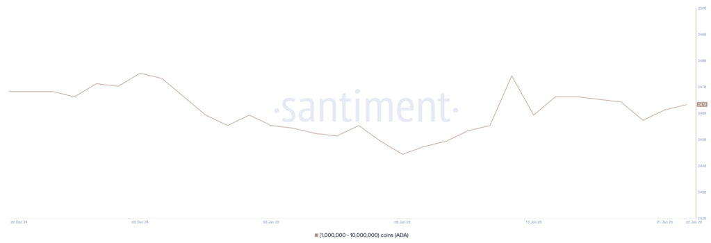 Cardano whale adressen, Santiment