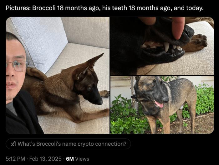 CA'z pictures of Broccoli dog on X. 