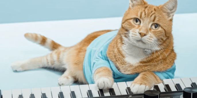 Keyboard Cat（KEYCAT） ― 鋭いチャート上昇と高いROIに注目