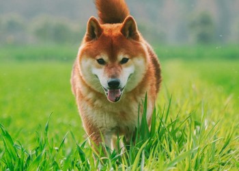 Dogecoin