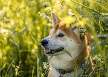 Dogecoin