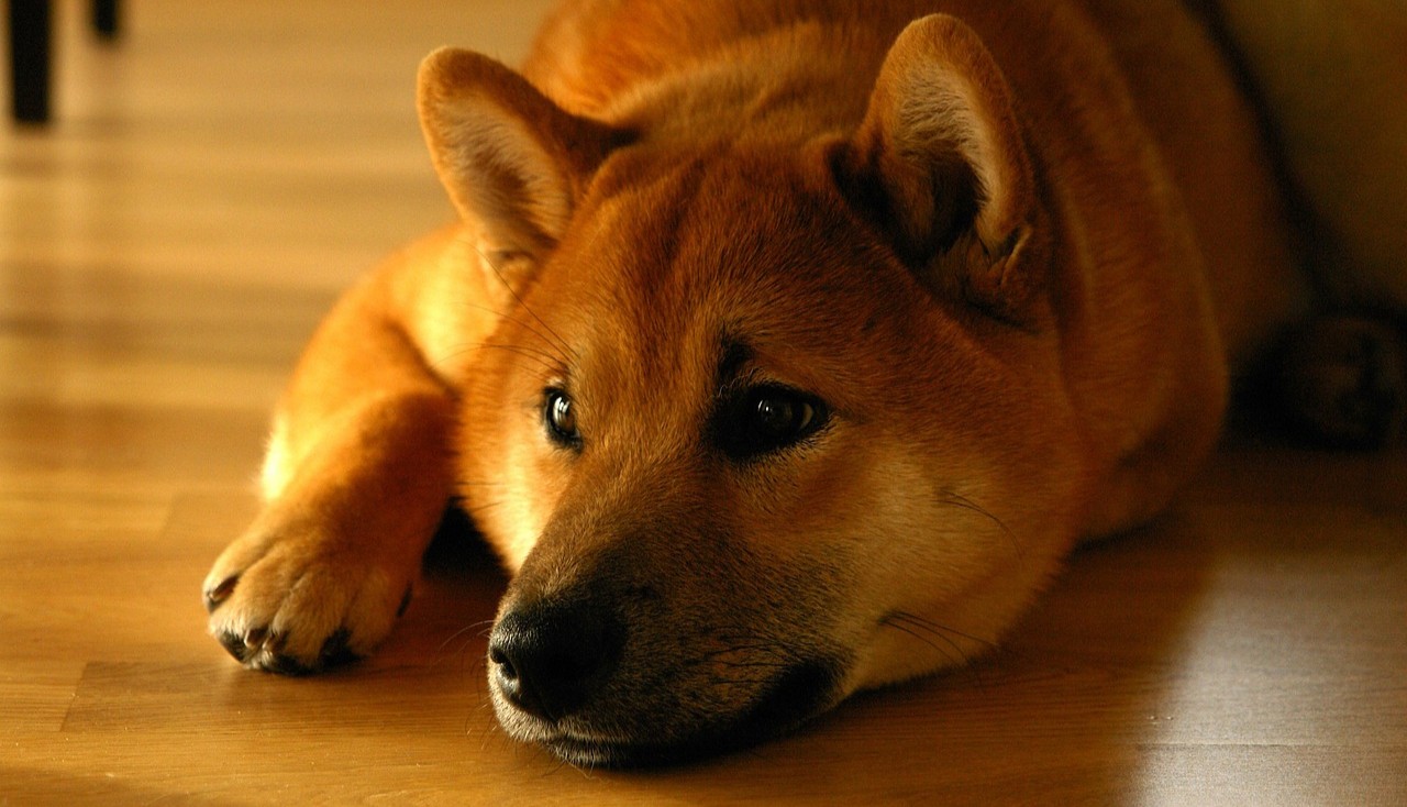 Shiba Inu