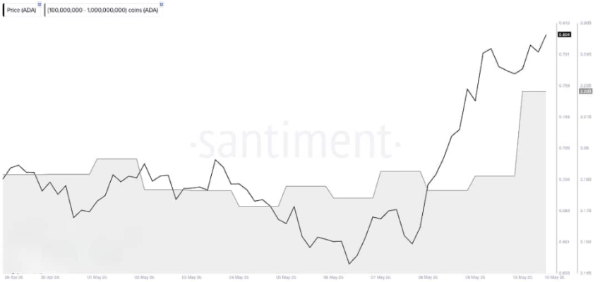 Cardano whale holdings, Santiment